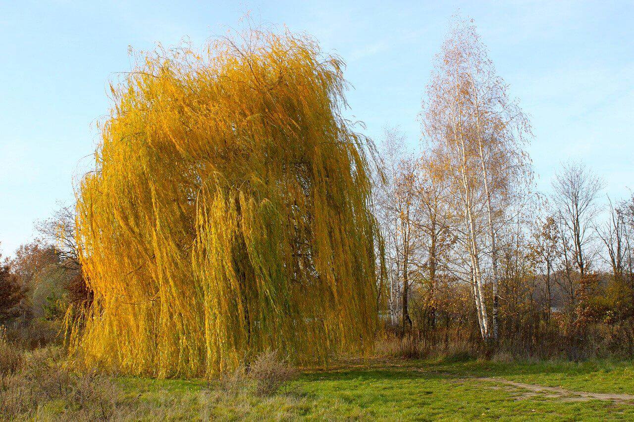 Free Images : landscape, tree, nature, branch, field, meadow, prairie, sunlight,
