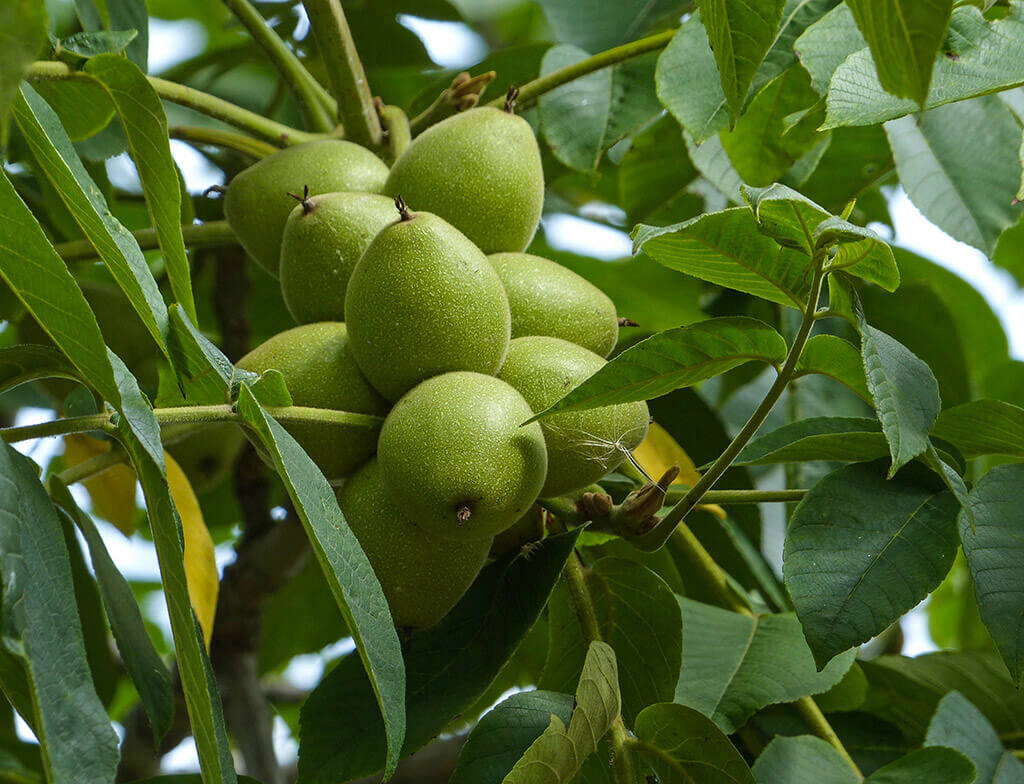 Ореховое дерево. Орех айлантолистный Juglans ailanthifolia. Орех айлантолистный (орех Зибольда). Juglans sieboldiana. Орех Зибольда дерево.