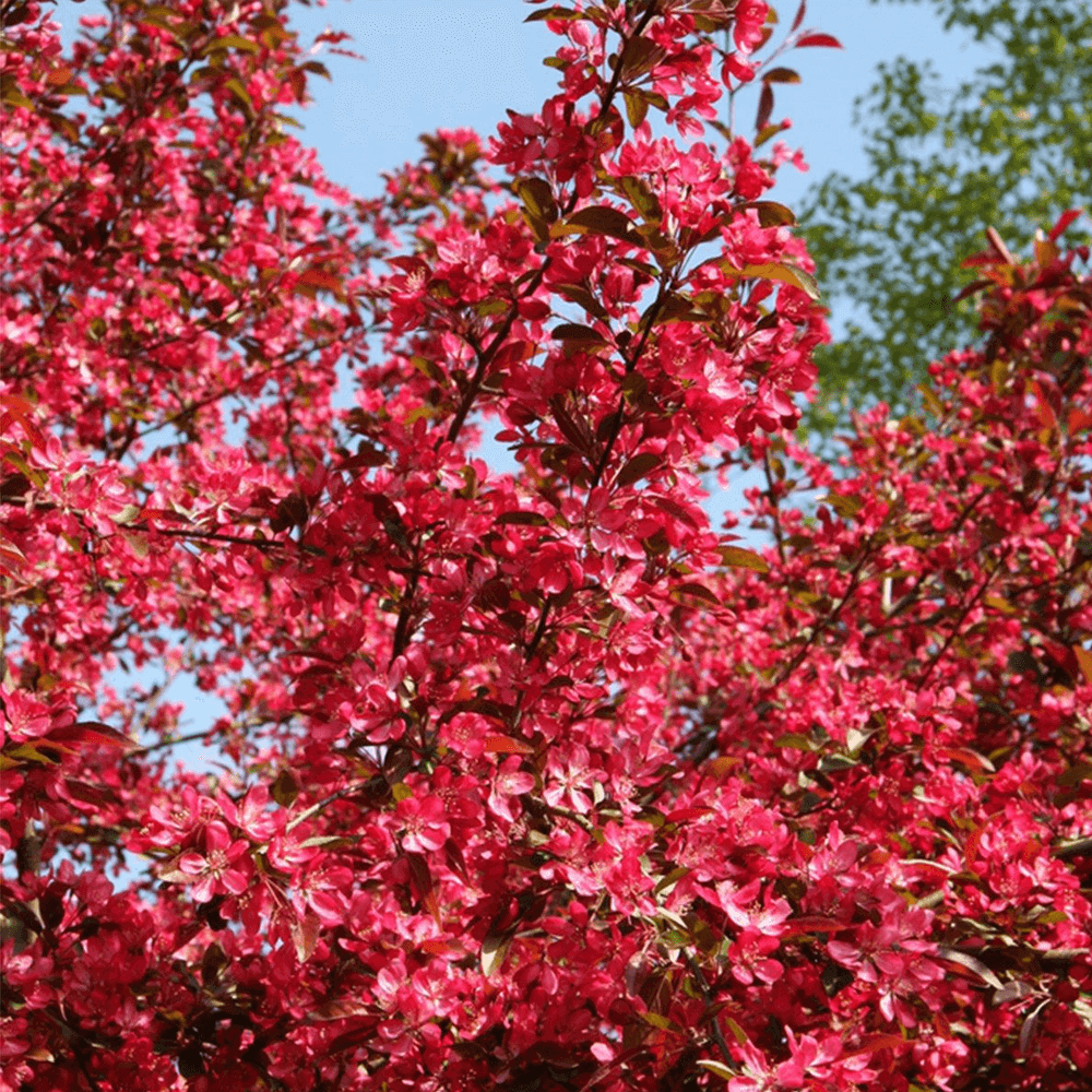 Скарлет характеристики. Яблоня 'Скарлет', Malus 'Scarlet',. Яблоня торинго Скарлет. Яблоня декоративная Скарлетт. Яблоня гибридная Скарлет.