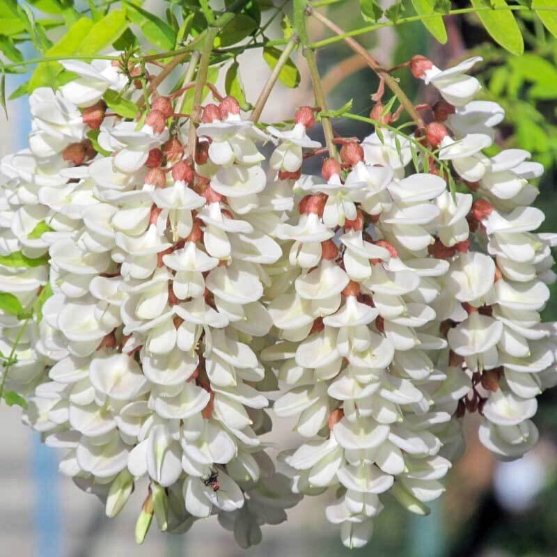 Robinia pseudoacacia рисунок