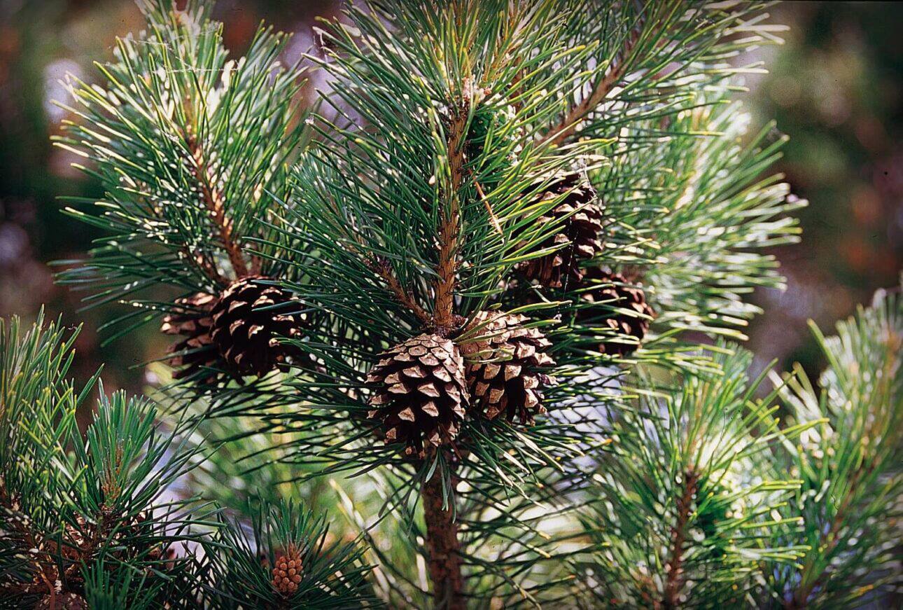 сосна sylvestris. Pinus sylvestris). сосна сайт. сосна обыкновенная pinus sylvestris l. Pinus sylvestris (сосна обыкновенная) 'aurea'.